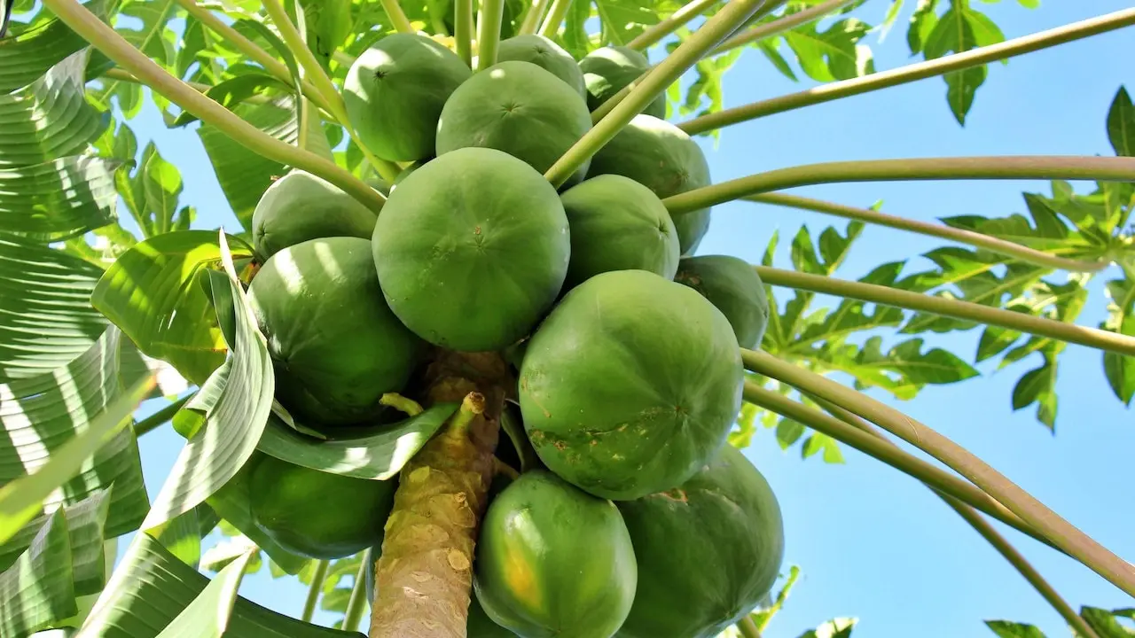 green papaya benefits and side effects