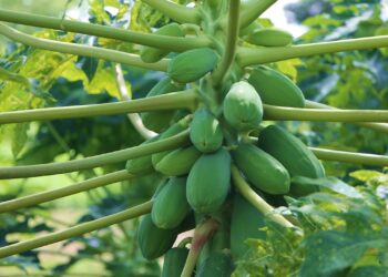 Raw Papaya and Cancer Prevention