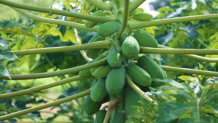 Raw Papaya and Cancer Prevention