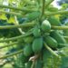 Raw Papaya and Cancer Prevention