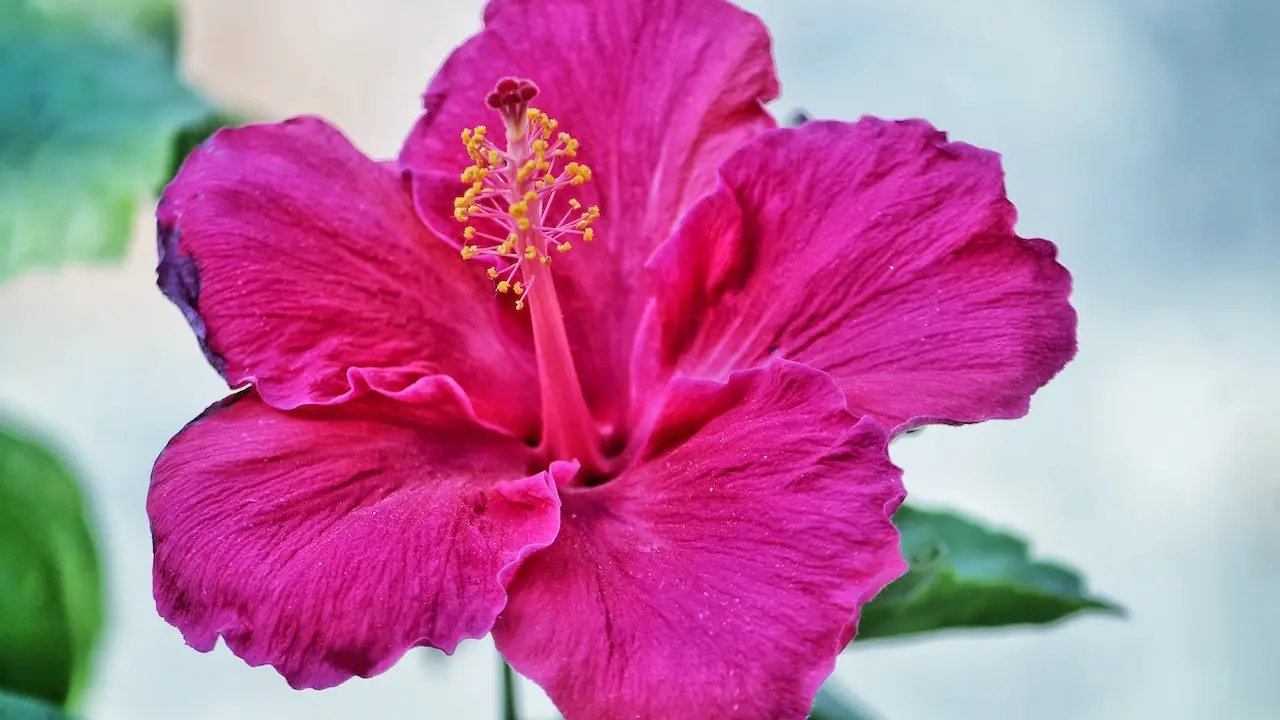 how to use hibiscus for hair growth
