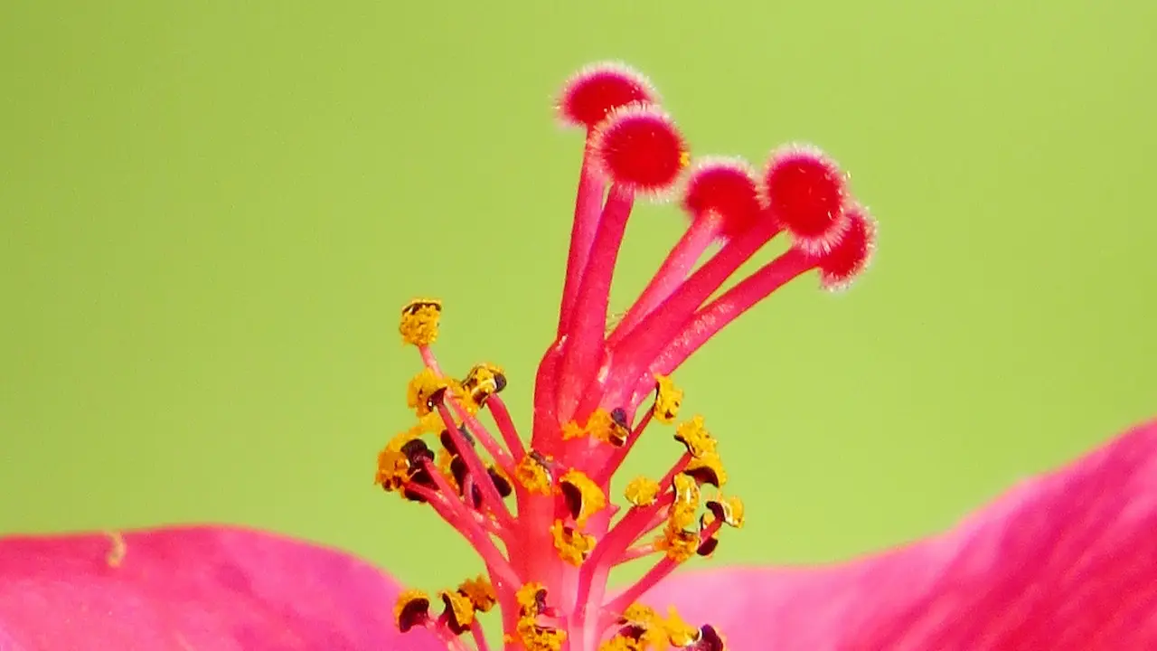 hibiscus for hair benefits