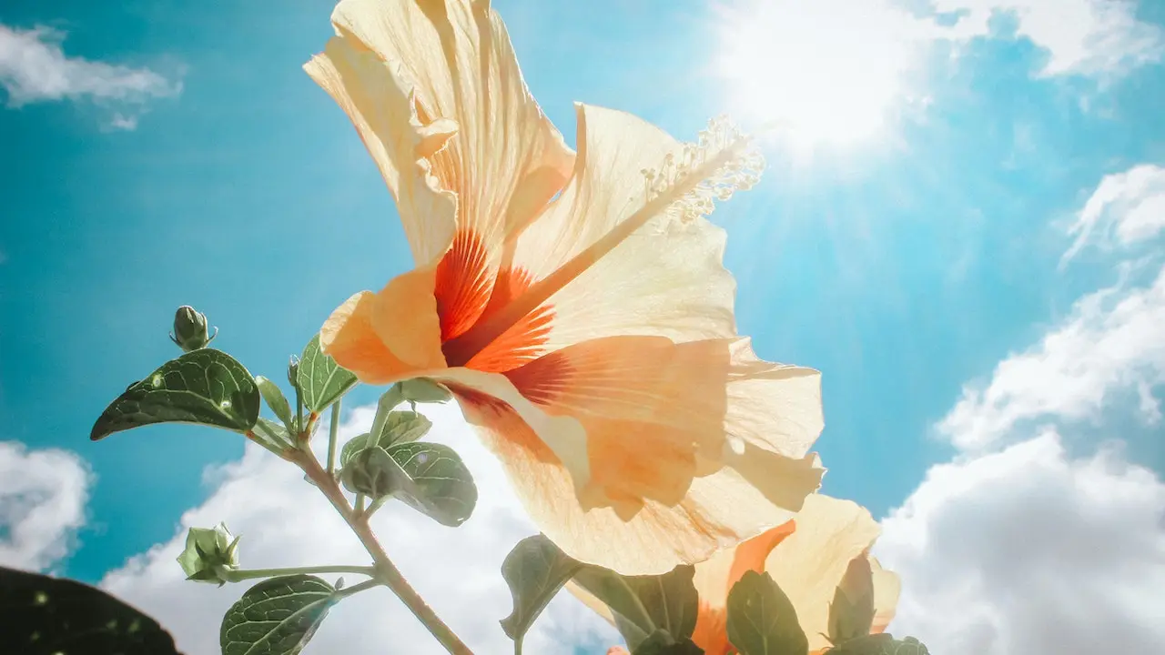 Hibiscus Flower for hair fall