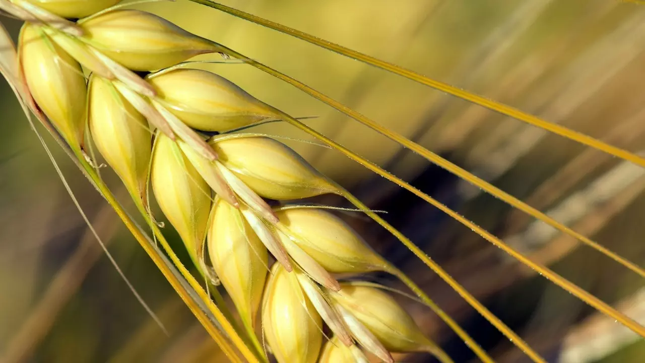 Health Benefits of Barley Grass Powder