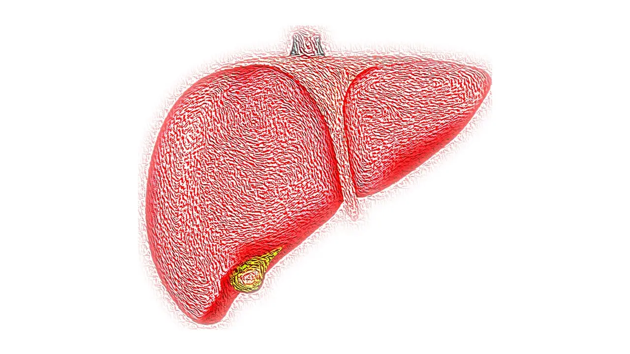 7 Liver-Saving Strategies for Optimal Liver Health