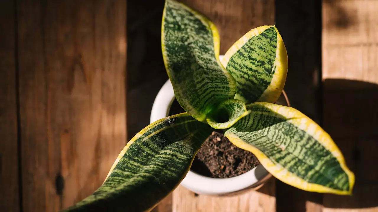 Snake Plant