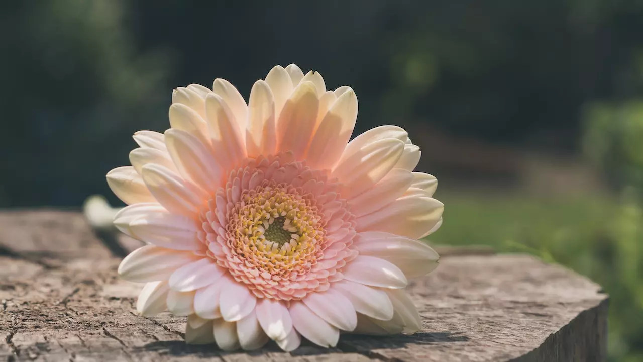 Gerbera Daisy