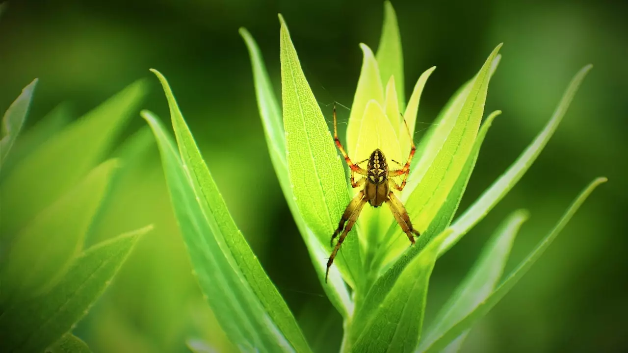 Spider Plant