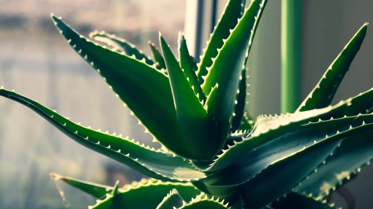 Aloe Vera