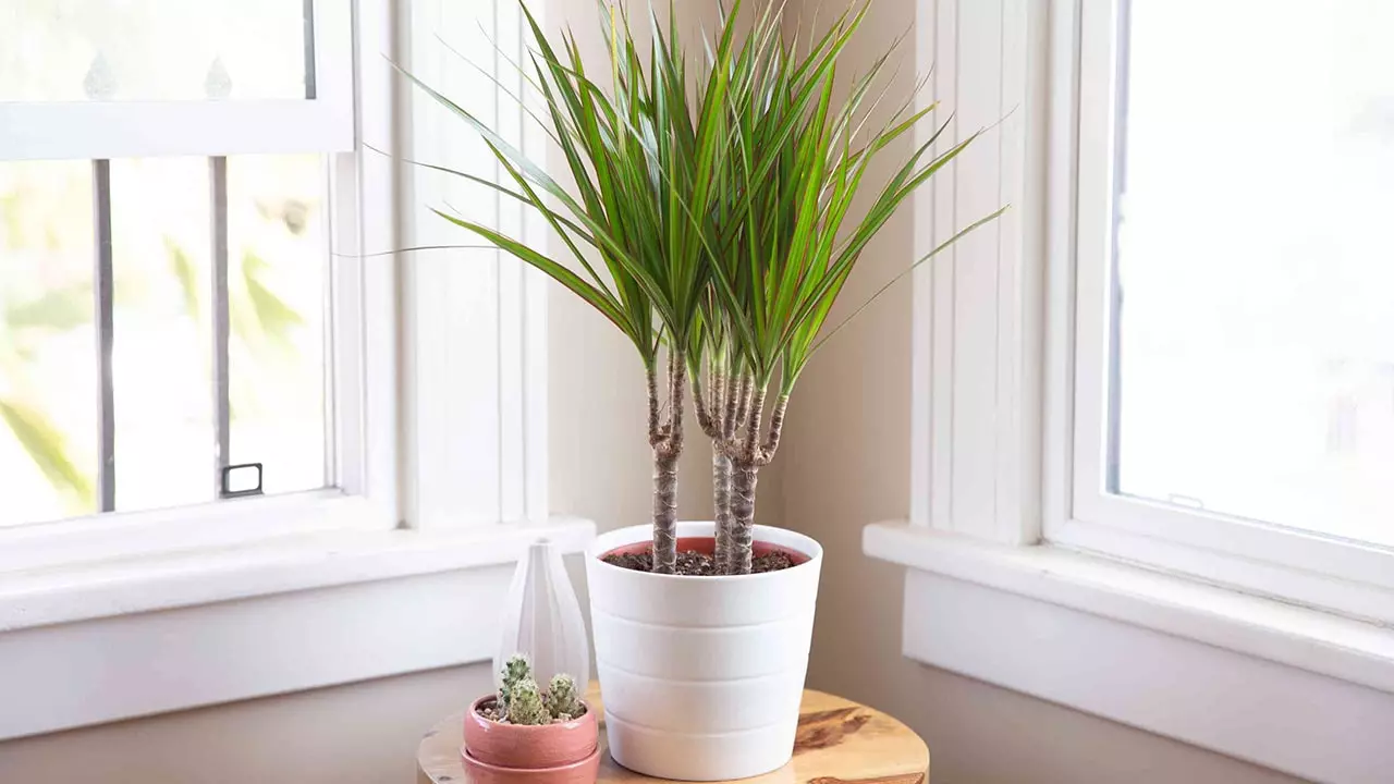 Red-edged Dracaena (Dragon Tree)