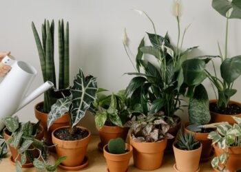 NASA-Recommended Air-Purifying Plants