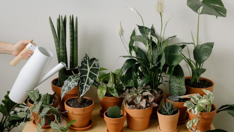 NASA-Recommended Air-Purifying Plants