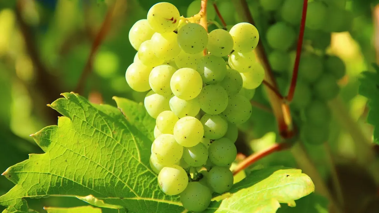 Grapes