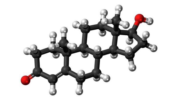 increase testosterone levels