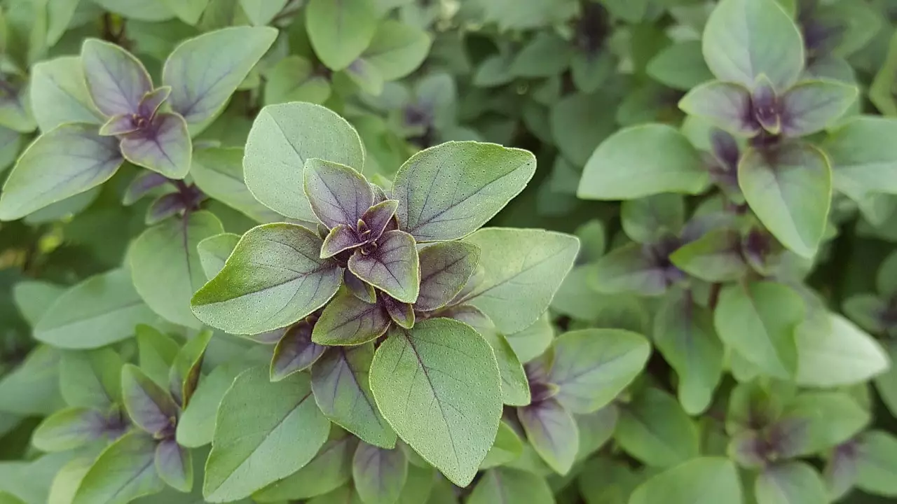 Tulsi (Holy Basil) - Enhancing Immunity and Respiratory Health