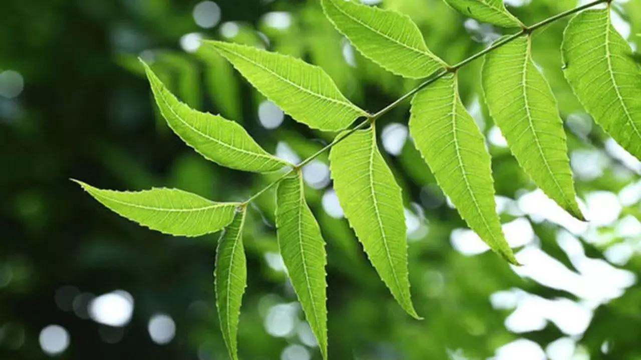 Neem - Purifying the Blood and Protecting Against Infections