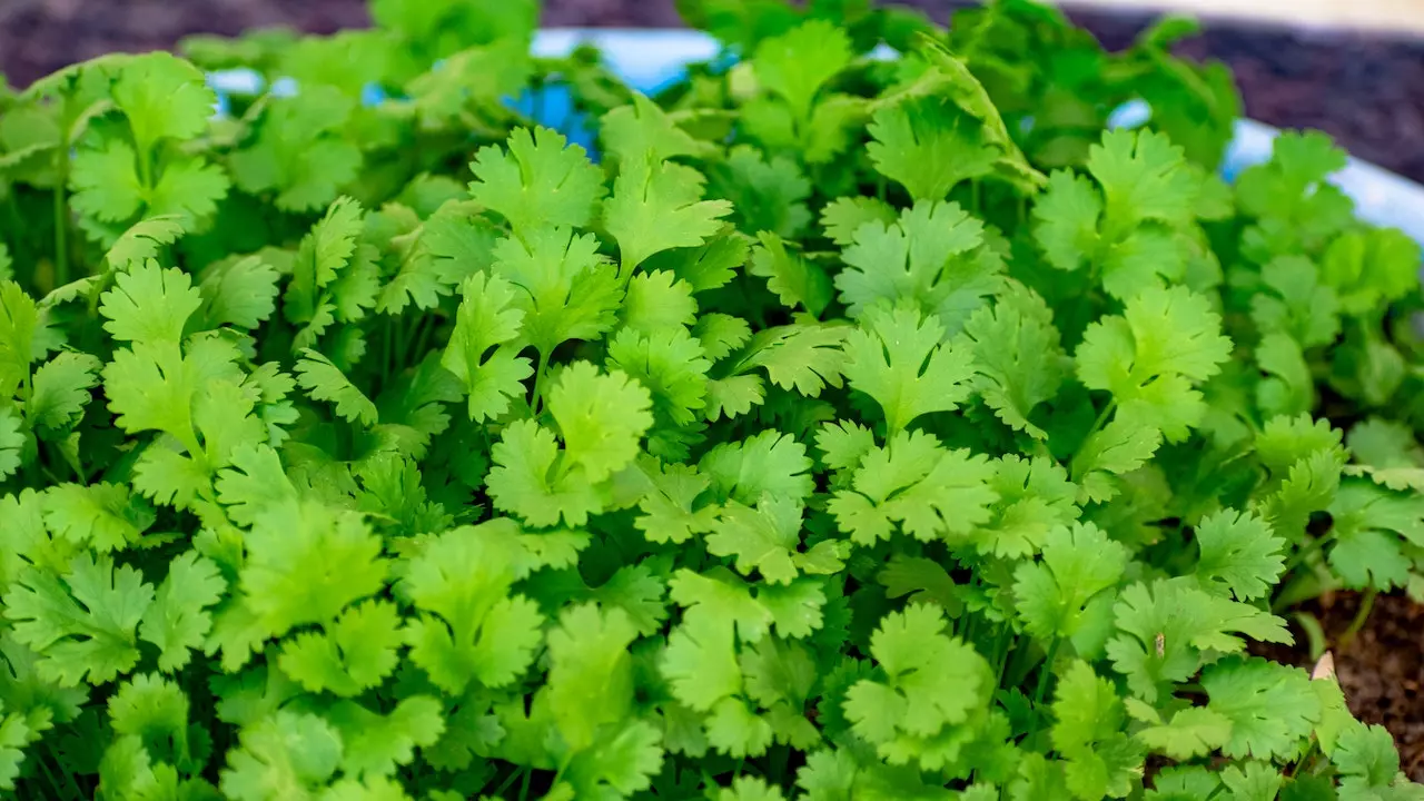 The Nutritional Profile of Coriander Leaves