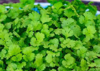 Health Benefits of Eating Coriander Leaves