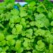 Health Benefits of Eating Coriander Leaves