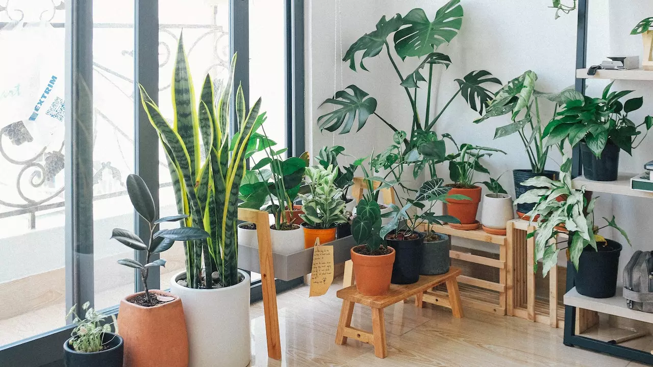 Become a plant parent