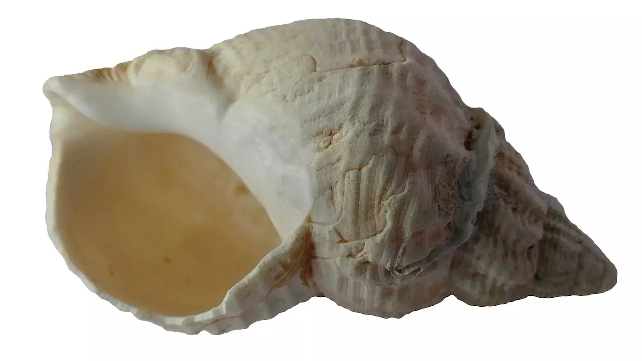 Health Benefits of Blowing Shankh (Conch Shell)