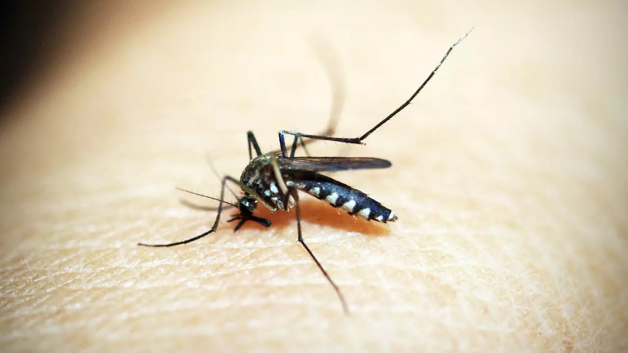 dengue fever vaccine