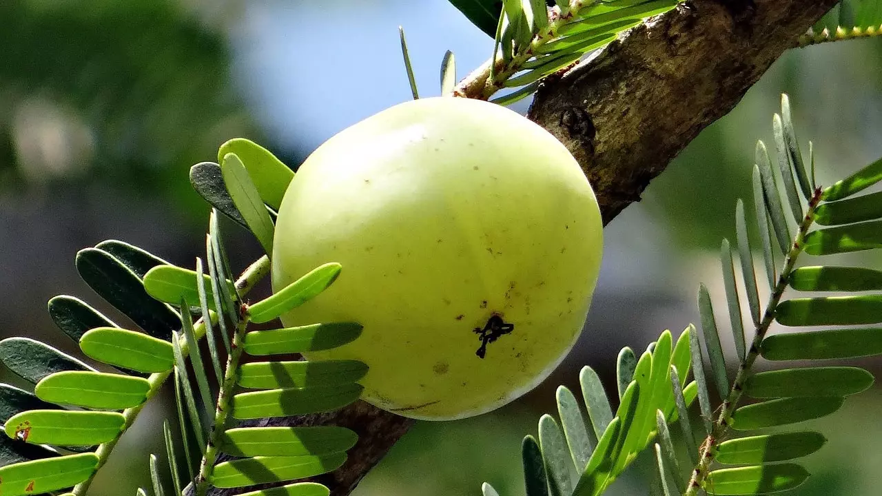 Amla Recipes For Winter