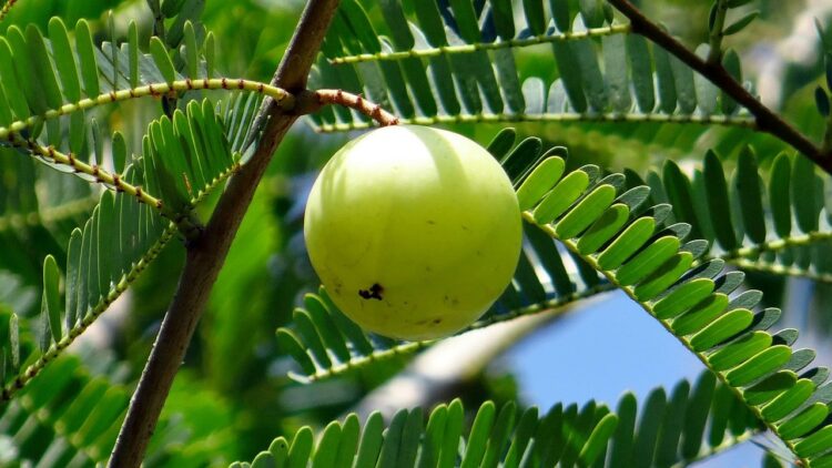 Amla Recipes