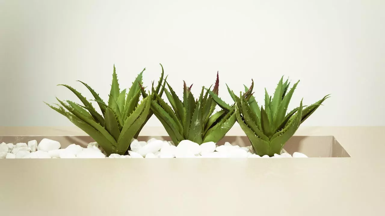 Health Benefits of Aloe Vera