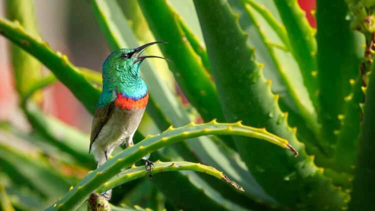 benefits of aloe vera gel