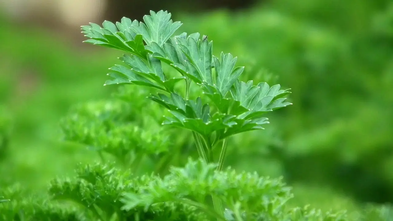 home remedies for bad breath