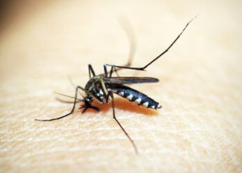 home remedies for dengue fever