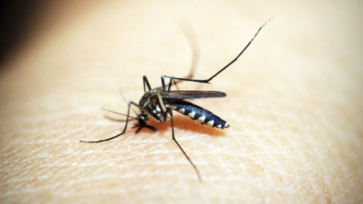 home remedies for dengue fever