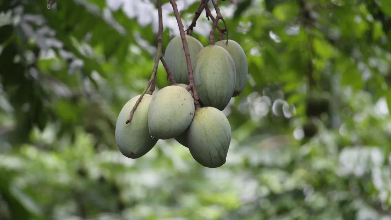 Health Benefits of Raw Mangoes