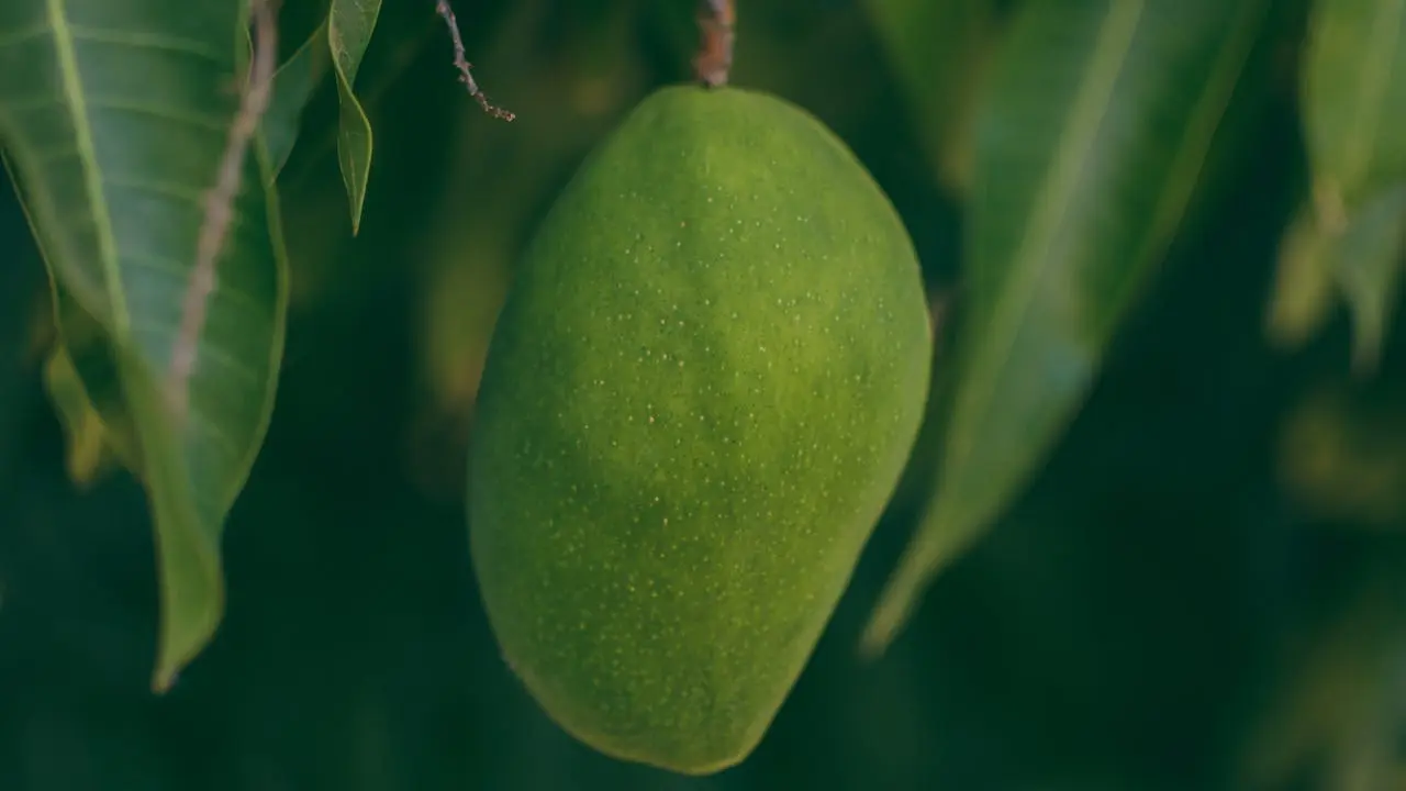 health benefits of eating mangoes