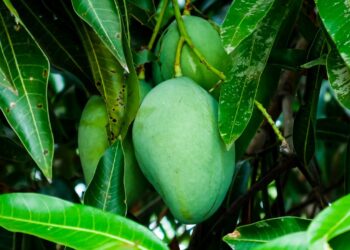 health benefits of raw mangoes