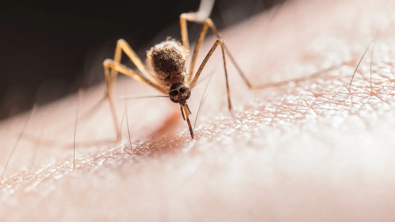 Natural Ways to Keep Mosquitoes at Bay