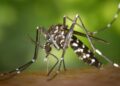 best natural ways to keep mosquitoes away