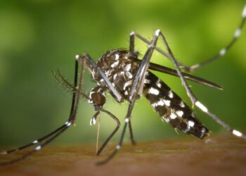 best natural ways to keep mosquitoes away