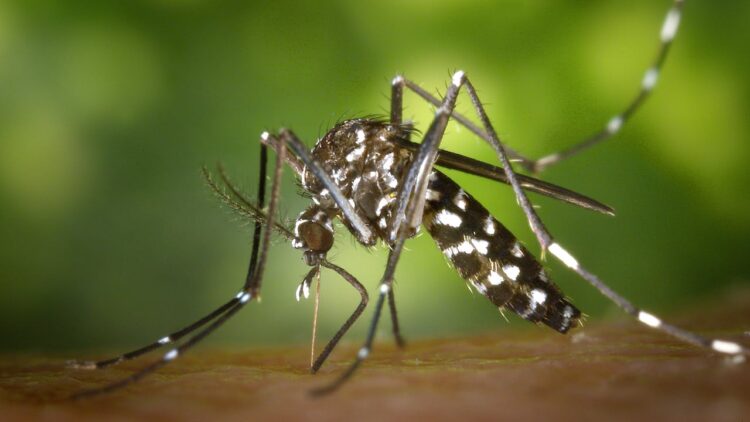 best natural ways to keep mosquitoes away