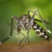 best natural ways to keep mosquitoes away