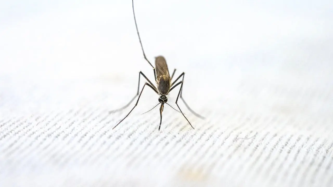 5 Important Facts about Malaria Parasite 01webp