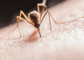 What is Malaria Parasite A Complete Overview