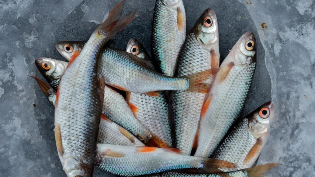 	
fish oil supplements heart