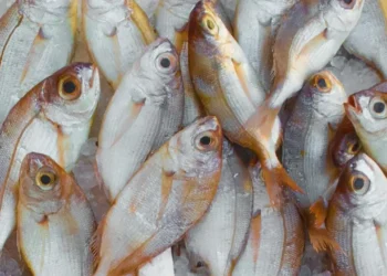 a good fish oil supplement