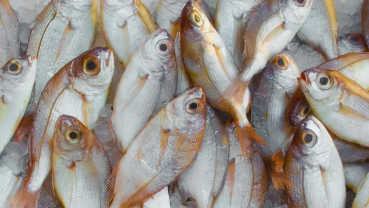 a good fish oil supplement