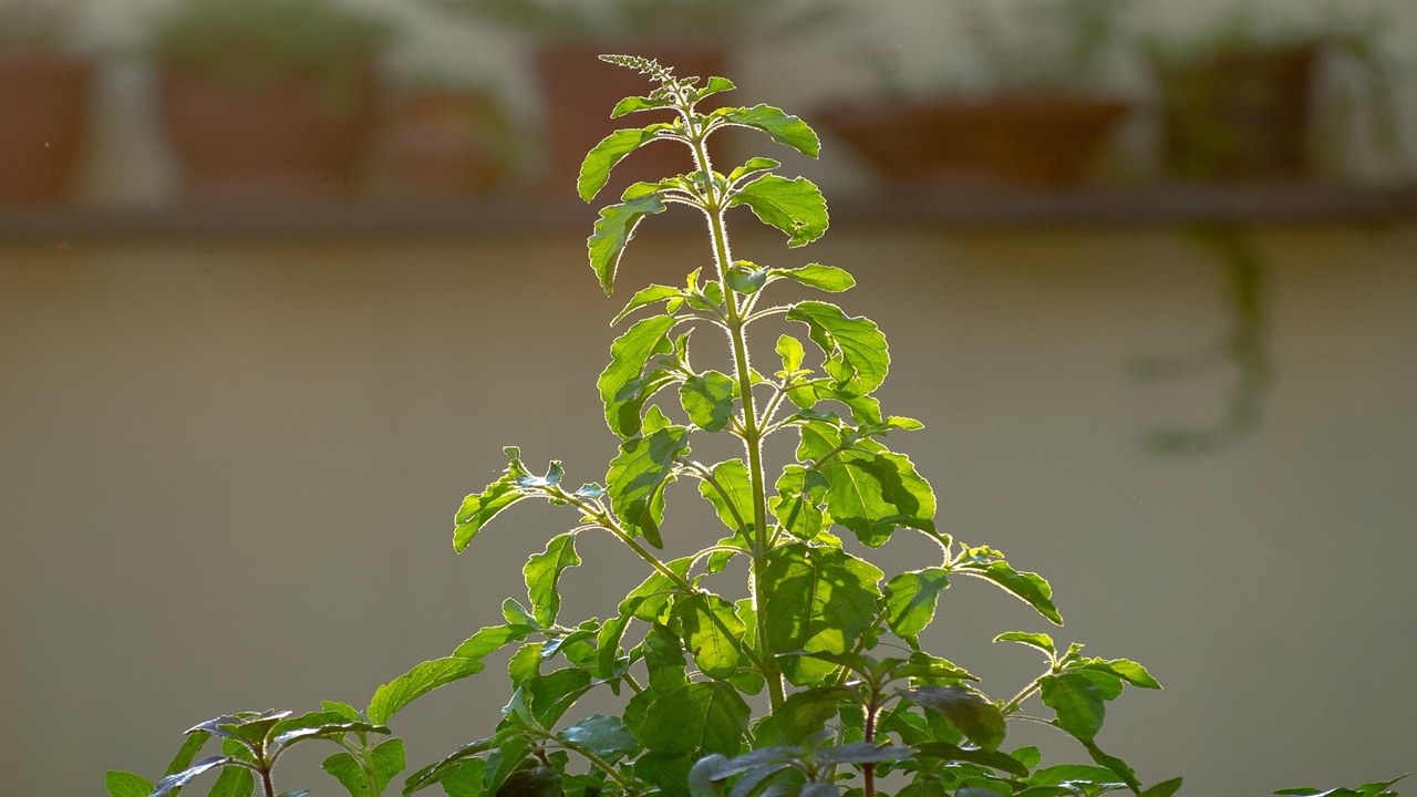 benefits of drinking tulsi and ginger water