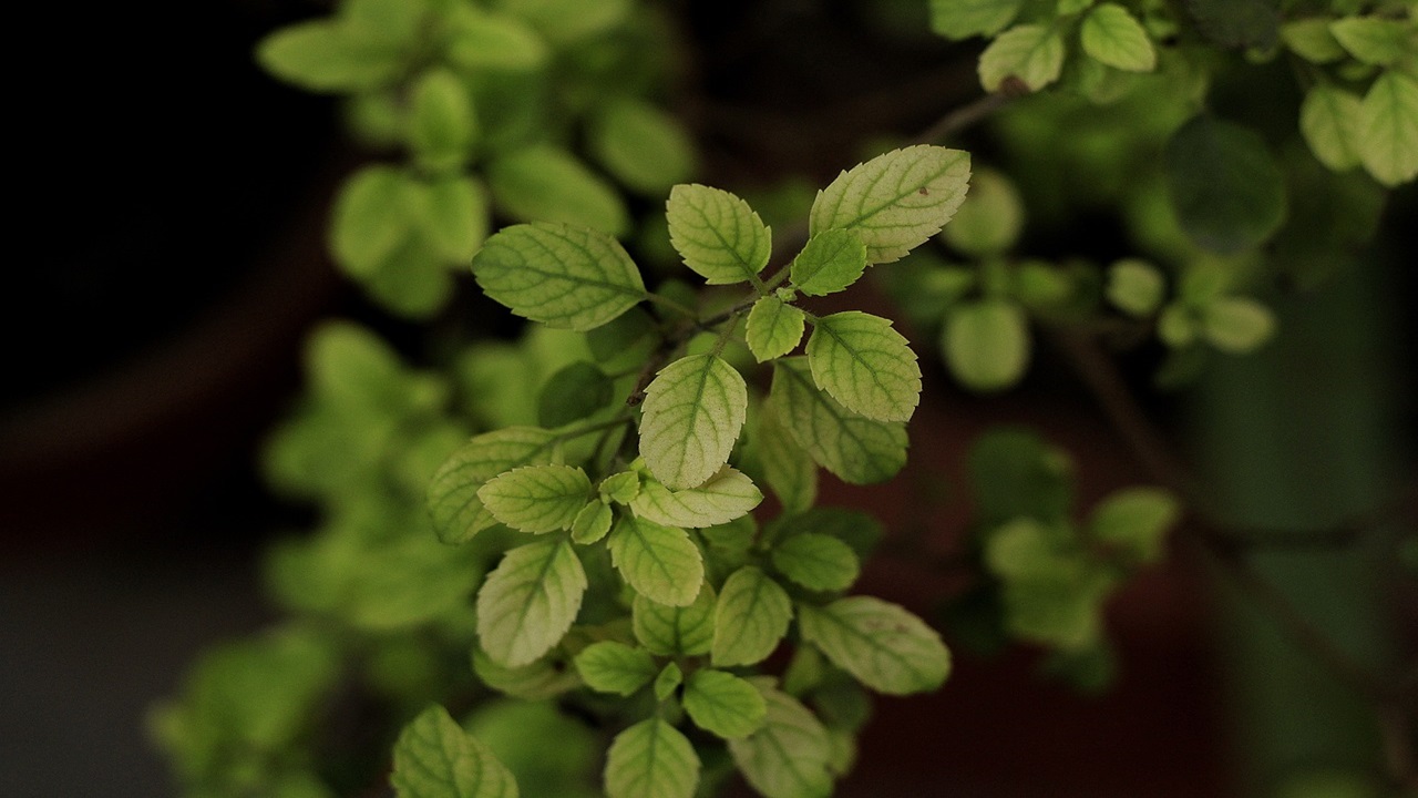 what happens if we drink tulsi water