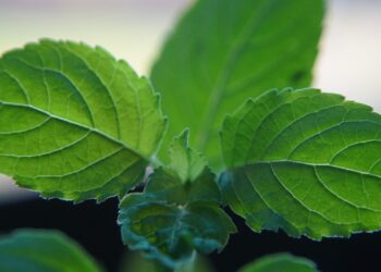 benefits of tulsi water empty stomach