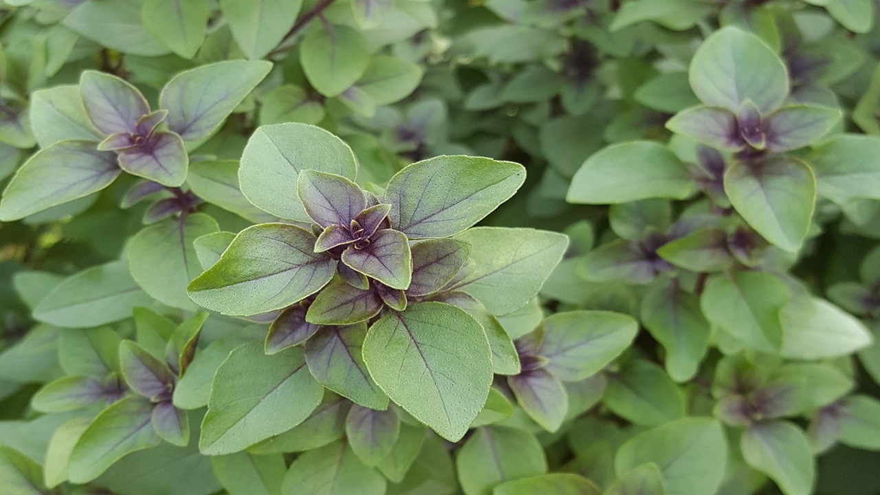 disadvantages of drinking tulsi water